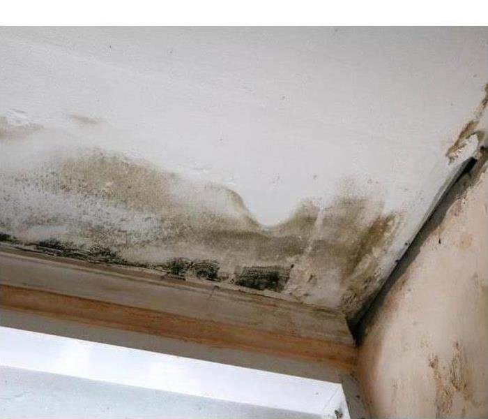 Water leak on a ceiling creates mold growth