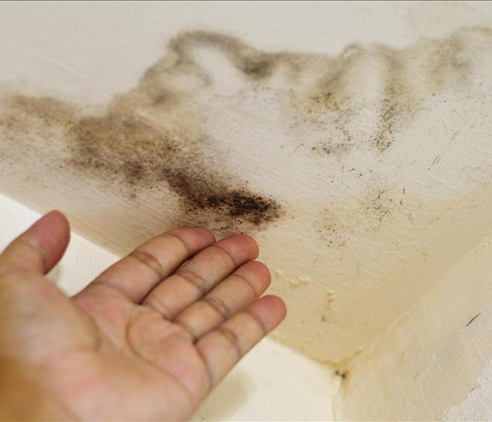 Hand pointing to mold growth on ceiling in Waynesville, NC.
